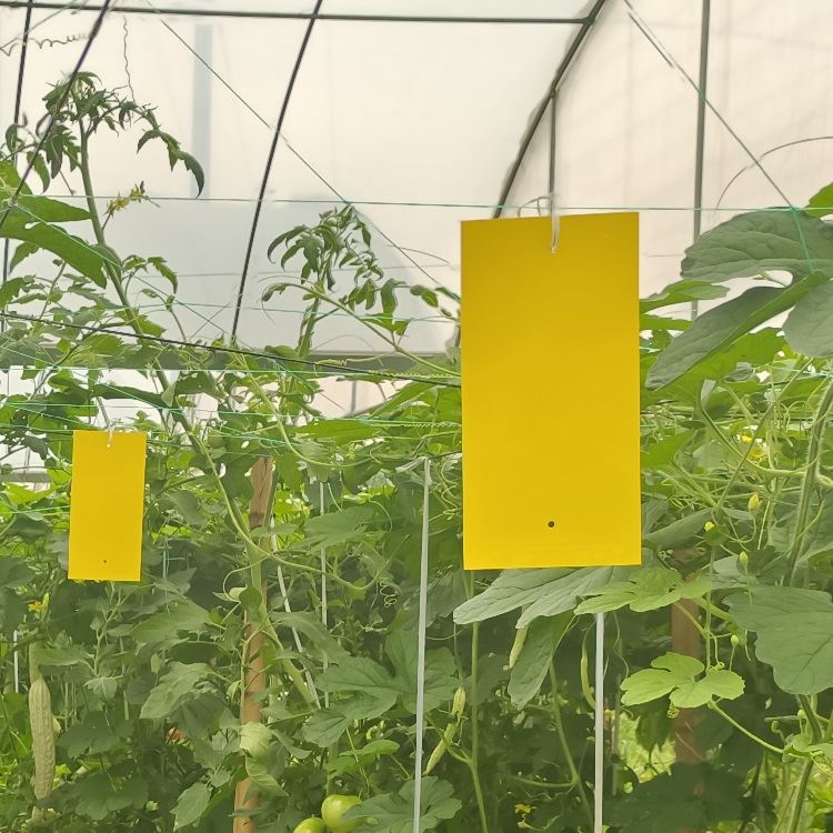Yellow Plastic Sticky Board Trap For Insects